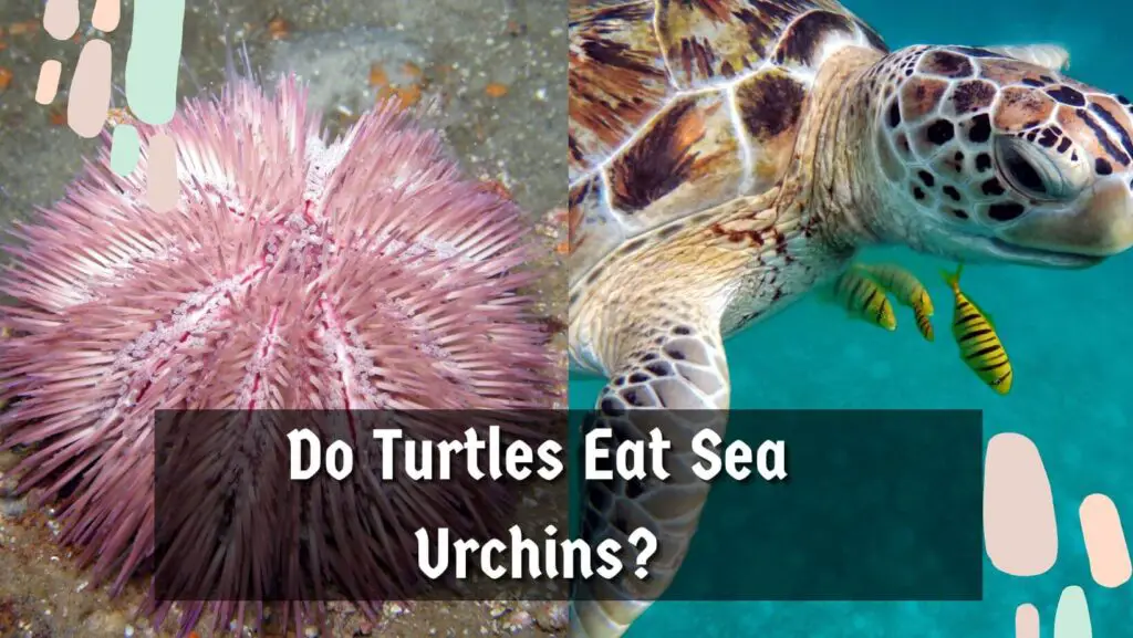 Do Turtles Eat Sea Urchins?