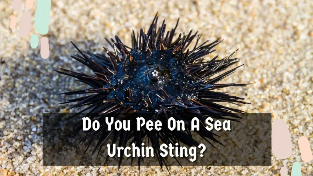 Do You Pee On A Sea Urchin Sting?