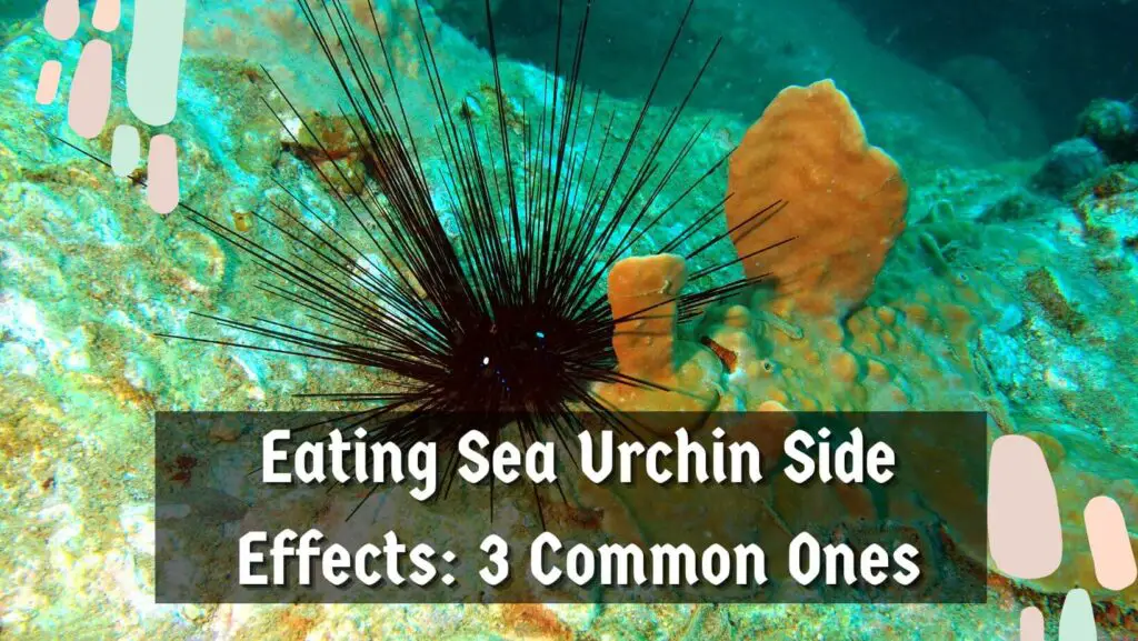 Eating Sea Urchin Side Effects: 3 Common Ones