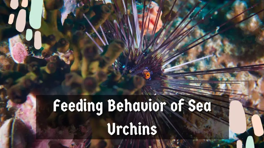 Feeding Behavior of Sea Urchins