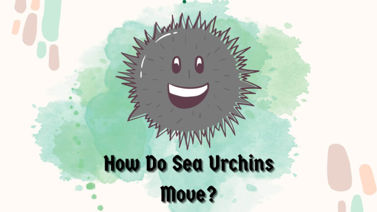 How Do Sea Urchins Move? (3 Tips for Observing)