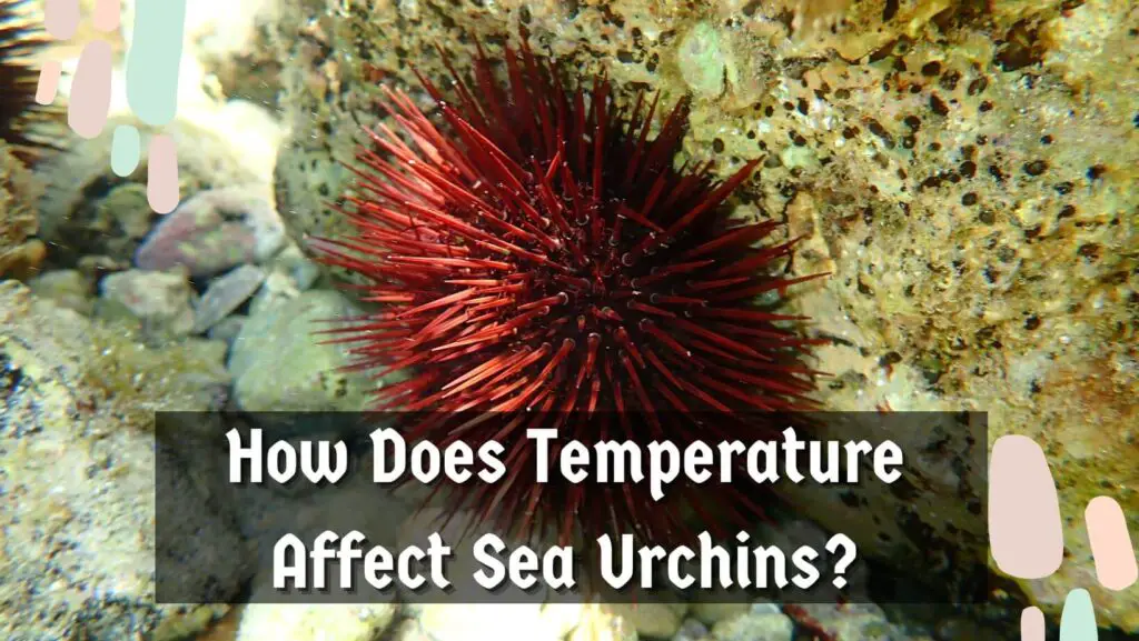 How Does Temperature Affect Sea Urchins?