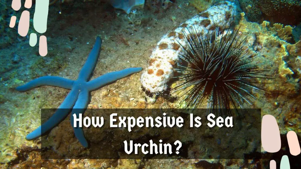 How Expensive Is Sea Urchin?
