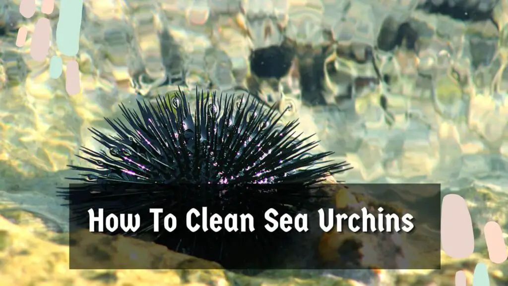 How To Clean Sea Urchins 