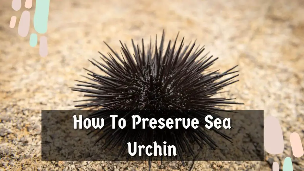 How to Preserve Sea Urchin