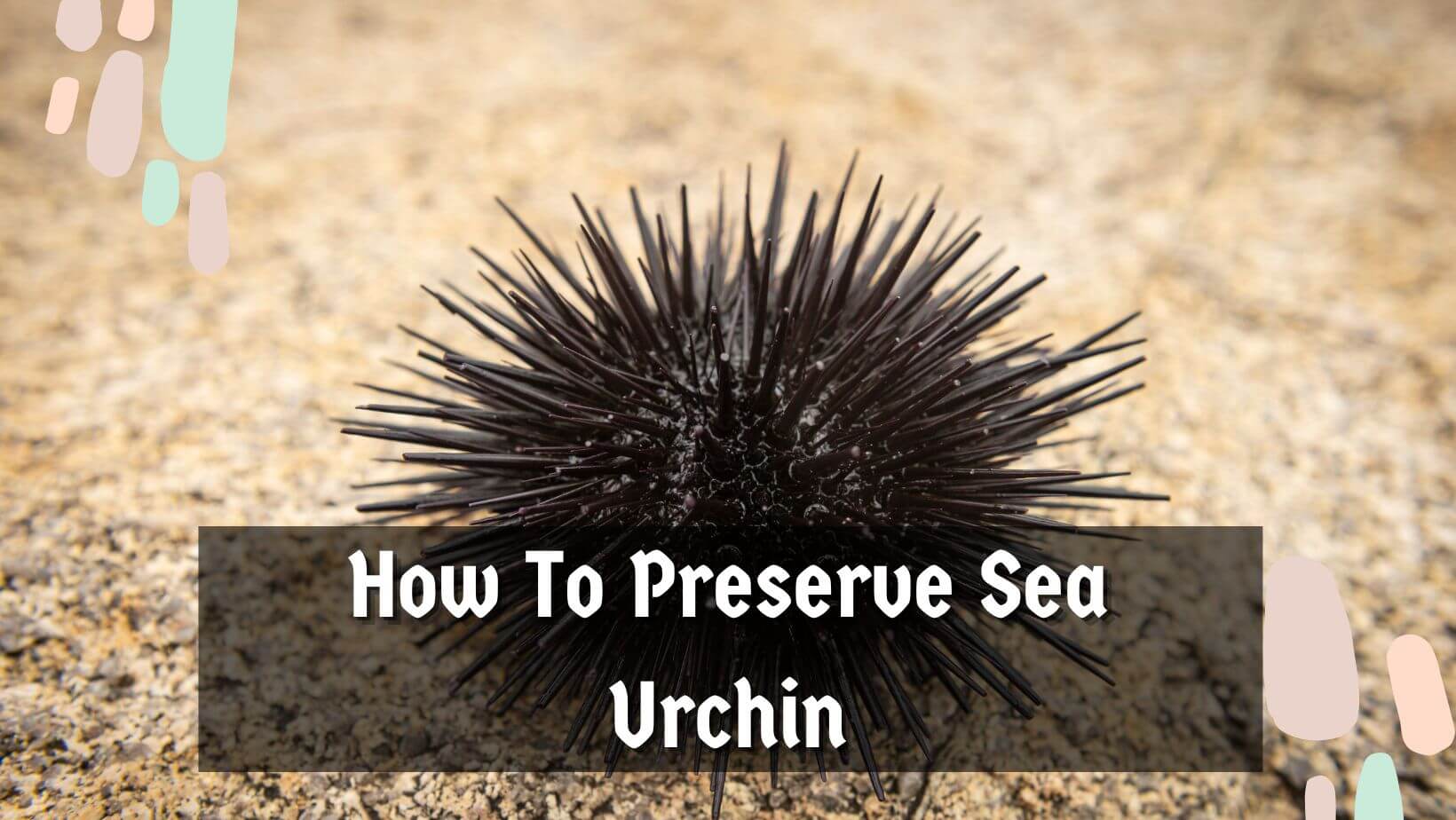 How To Preserve Sea Urchin (3 Easy Preservation Methods)