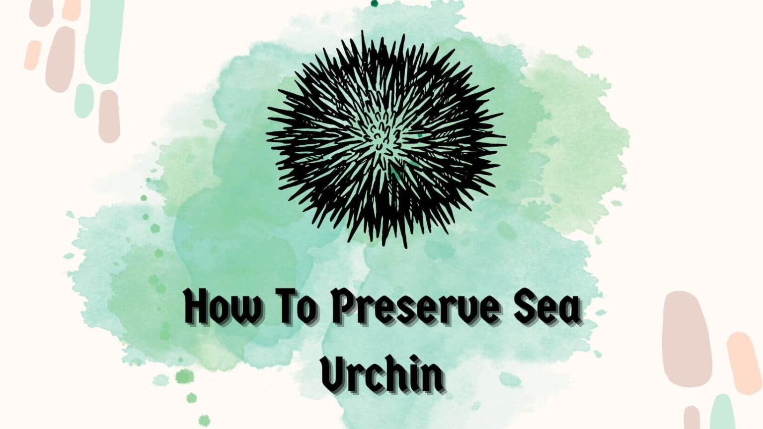 20+ Types Of Sea Urchins You Must Know - Sea Urchins Mag