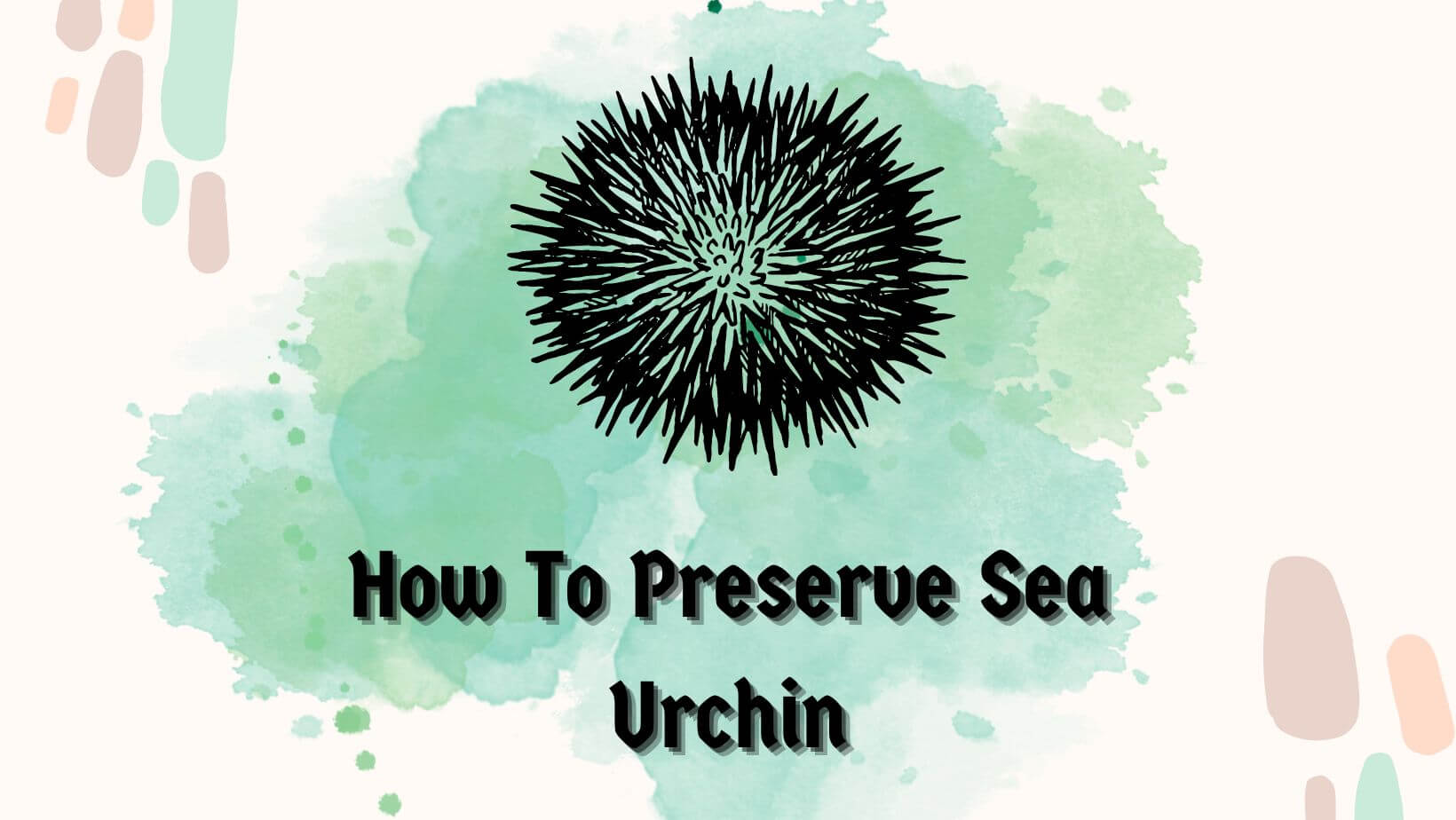 How to Preserve Sea Urchin
