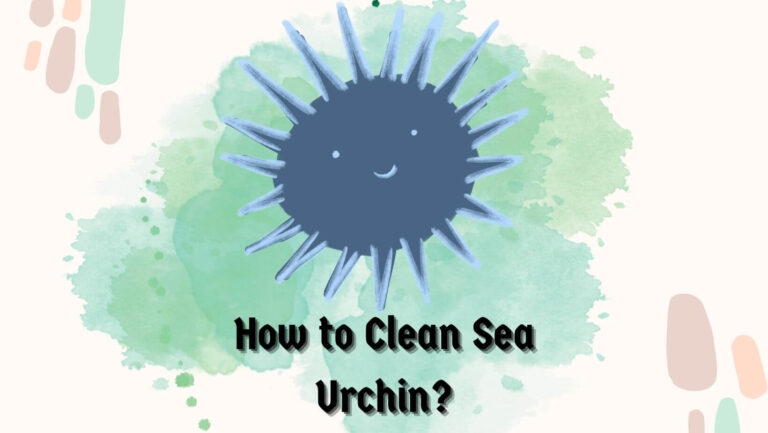 How to Clean Sea Urchin? 5 Tools & Easy Steps