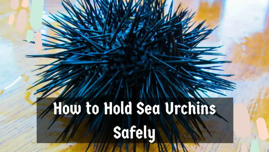 How to Hold Sea Urchins Safely