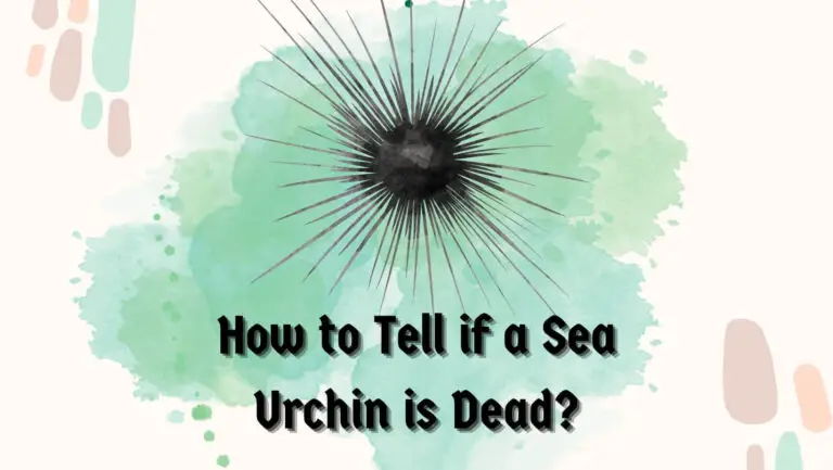 How to Tell if a Sea Urchin is Dead? (5 Critical Cues)