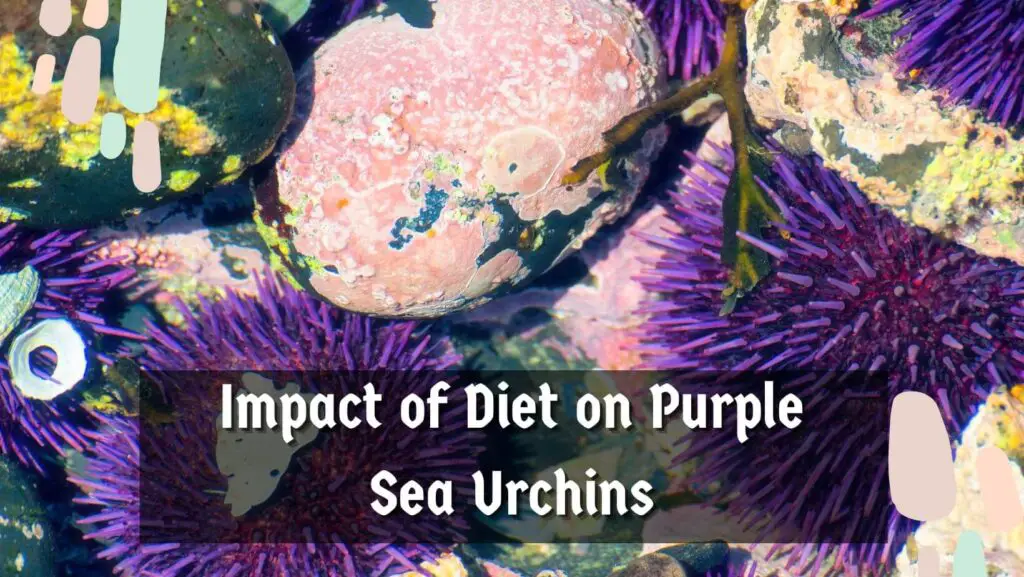 Impact of Diet on Purple Sea Urchins