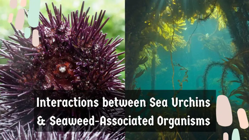 Interactions between Sea Urchins & Seaweed-Associated Organisms