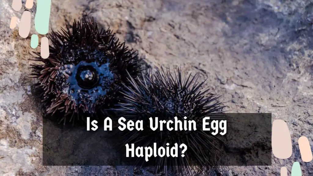 Is A Sea Urchin Egg Haploid?