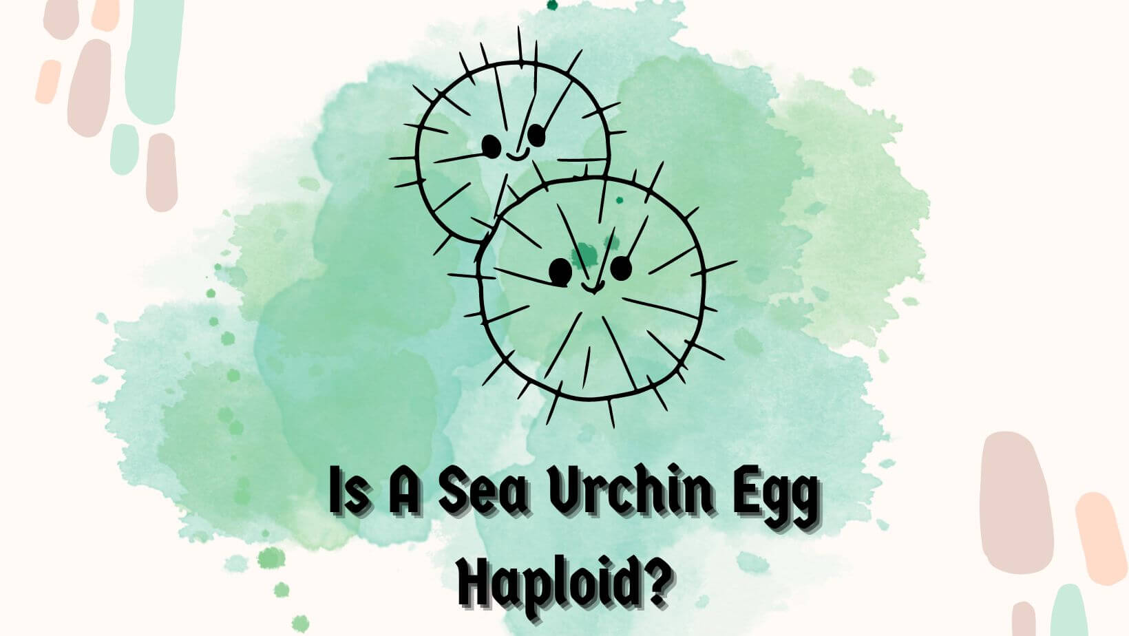 Is A Sea Urchin Egg Haploid?