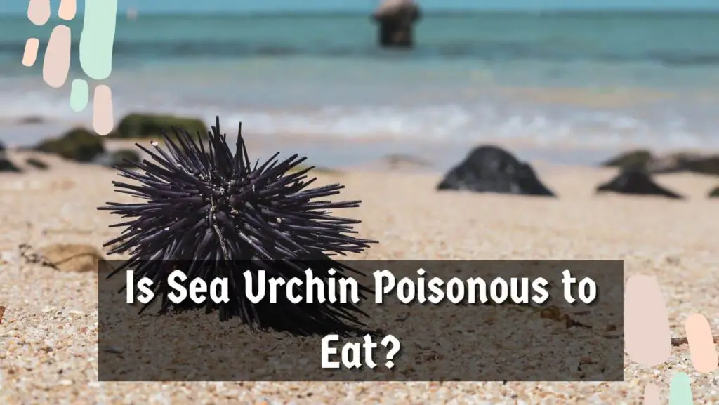 Is Sea Urchin Poisonous to Eat?