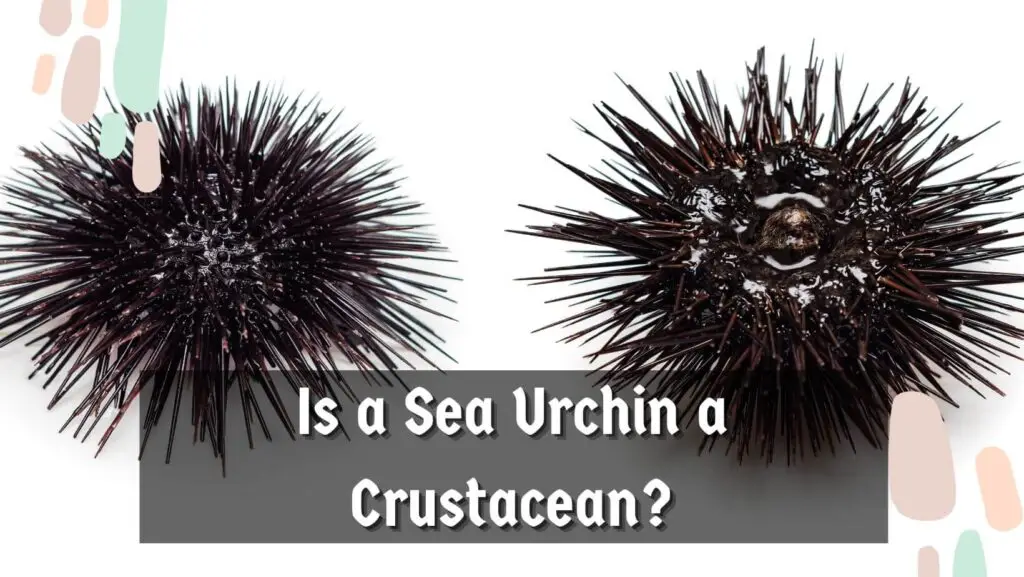 Is a Sea Urchin a Crustacean?