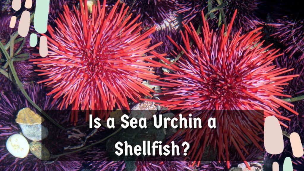 Is a Sea Urchin a Shellfish?