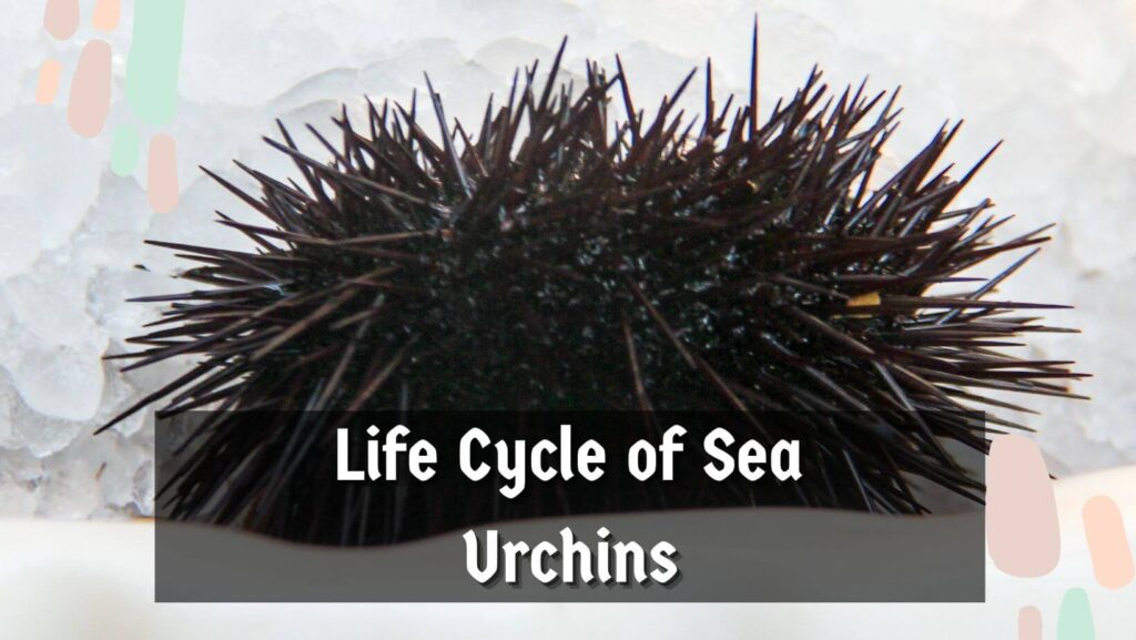 Life Cycle of Sea Urchins