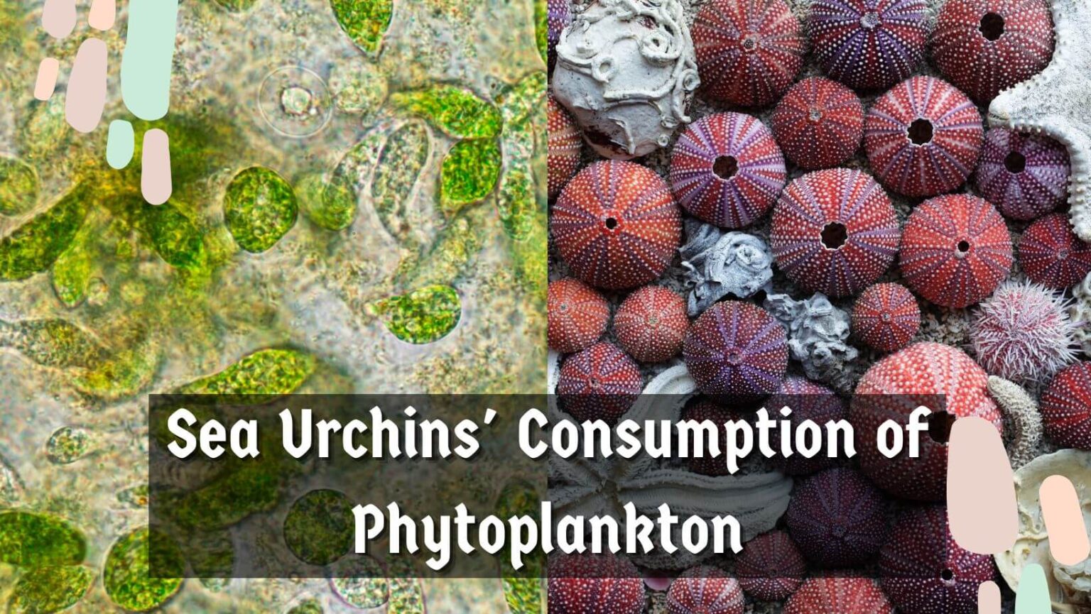 Do Sea Urchins Eat Phytoplankton? - Sea Urchins Mag