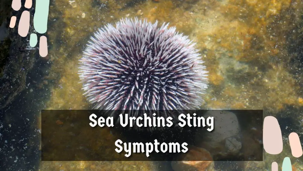 Sea Urchins Sting Symptoms