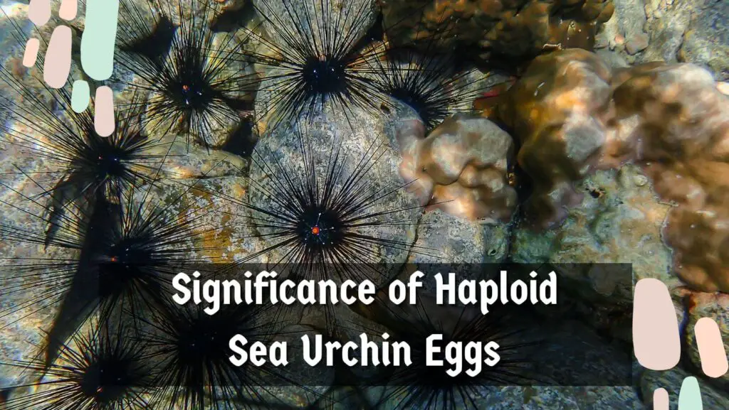 Significance of Haploid Sea Urchin Eggs