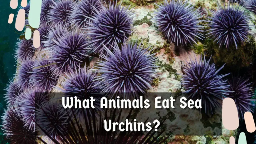 What Animals Eat Sea Urchins? 