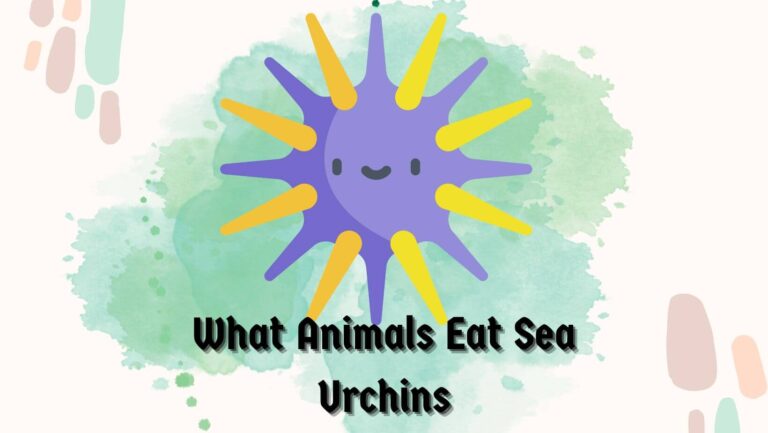 What Animals Eat Sea Urchins? 3 Primary & Critical Ones