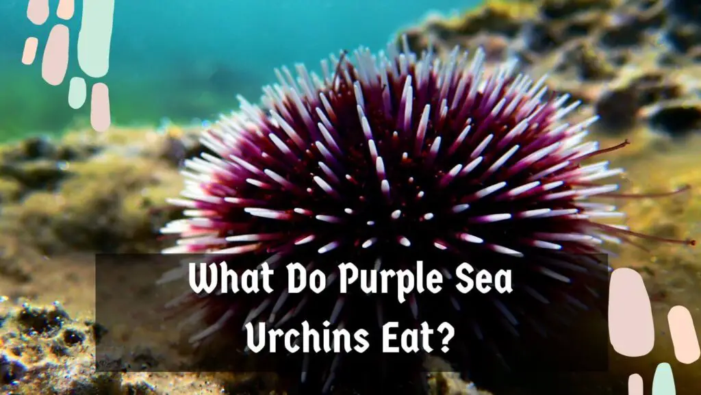 What Do Purple Sea Urchins Eat?