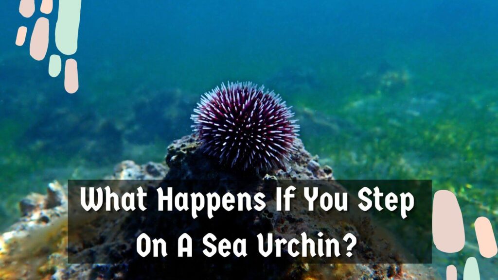 What Happens If You Step On A Sea Urchin?