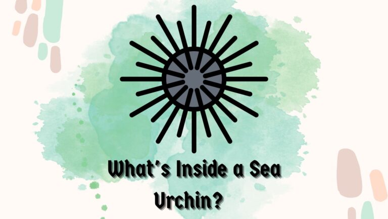 What’s Inside a Sea Urchin? 7 Intriguing Facts