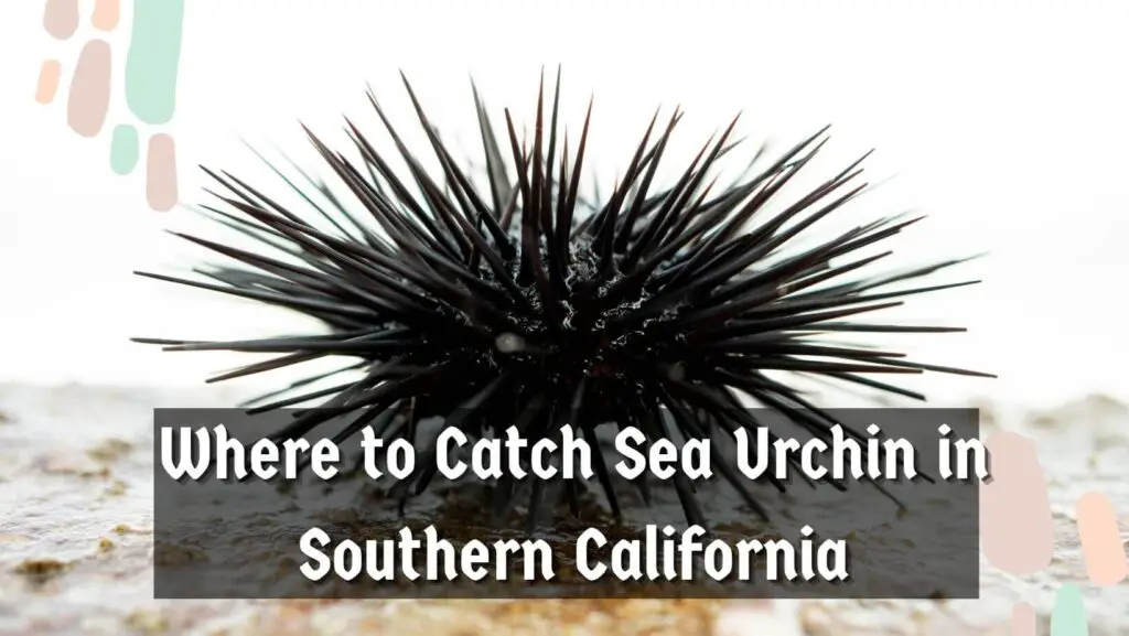 Where To Catch Sea Urchins in Southern California?